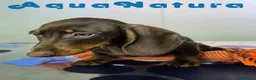 Teckel Miniatura perros en venta: Teckel Macho DCD 4842 AQUANATURA - Anuncio 3