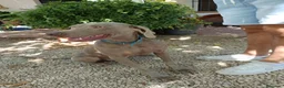 Weimaraner perros en venta: Hembrita Weimaraner  - Anuncio 8