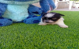 Biewer Yorkshire Terrier a la Pom Pon perros en venta: OPORTUNIDAD VERANO - Imagen 2