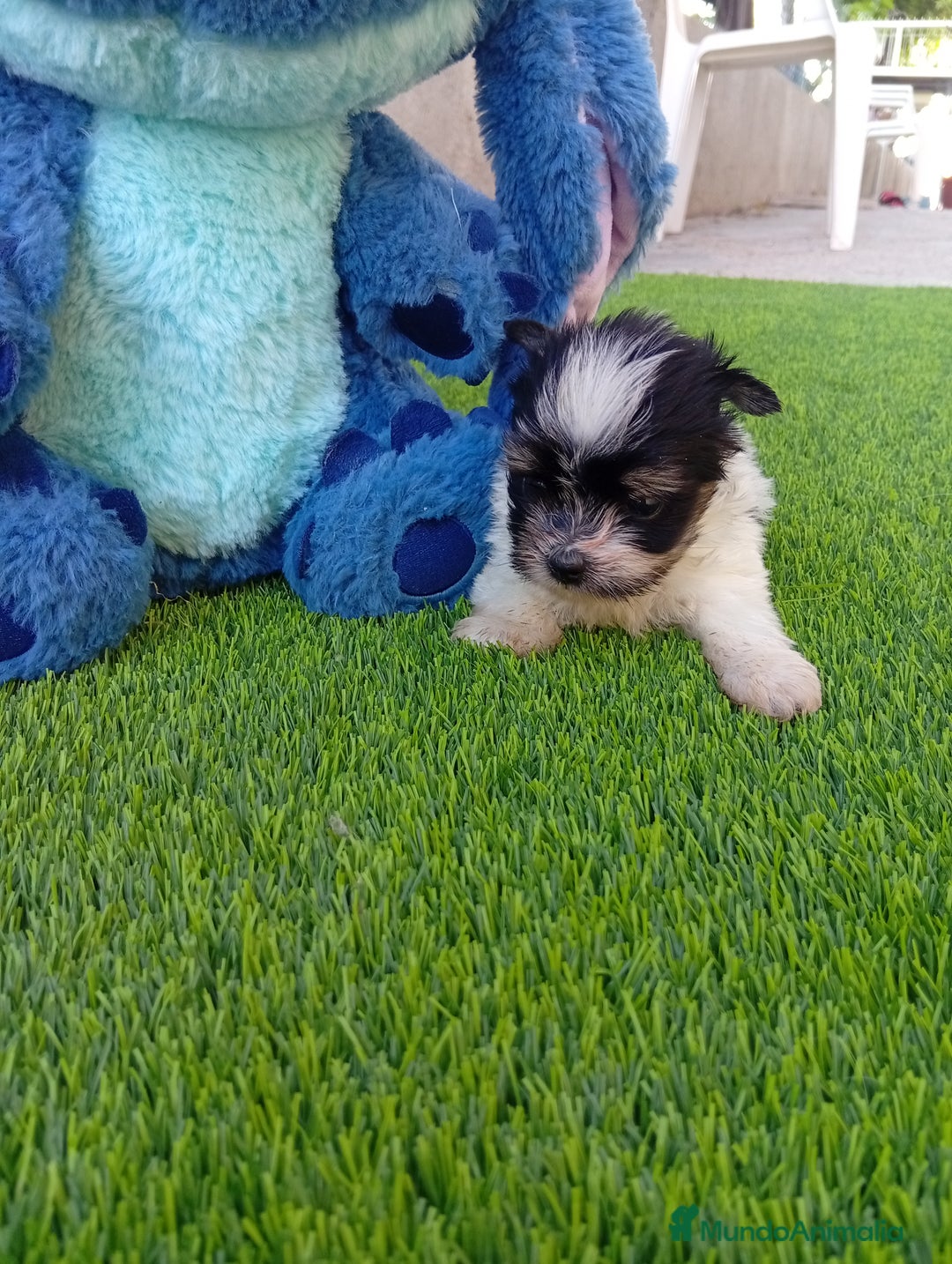 Biewer Yorkshire Terrier a la Pom Pon perros en venta: OPORTUNIDAD VERANO - Imagen 2