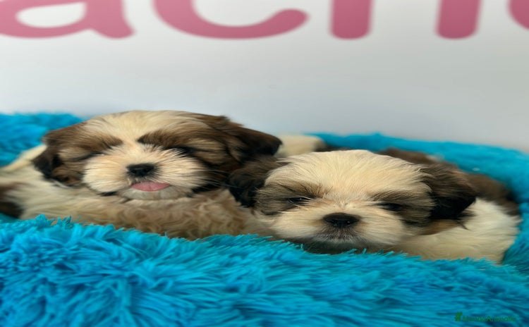 Shih Tzu perros - Propaganda 16
