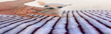 Chihuahua 1