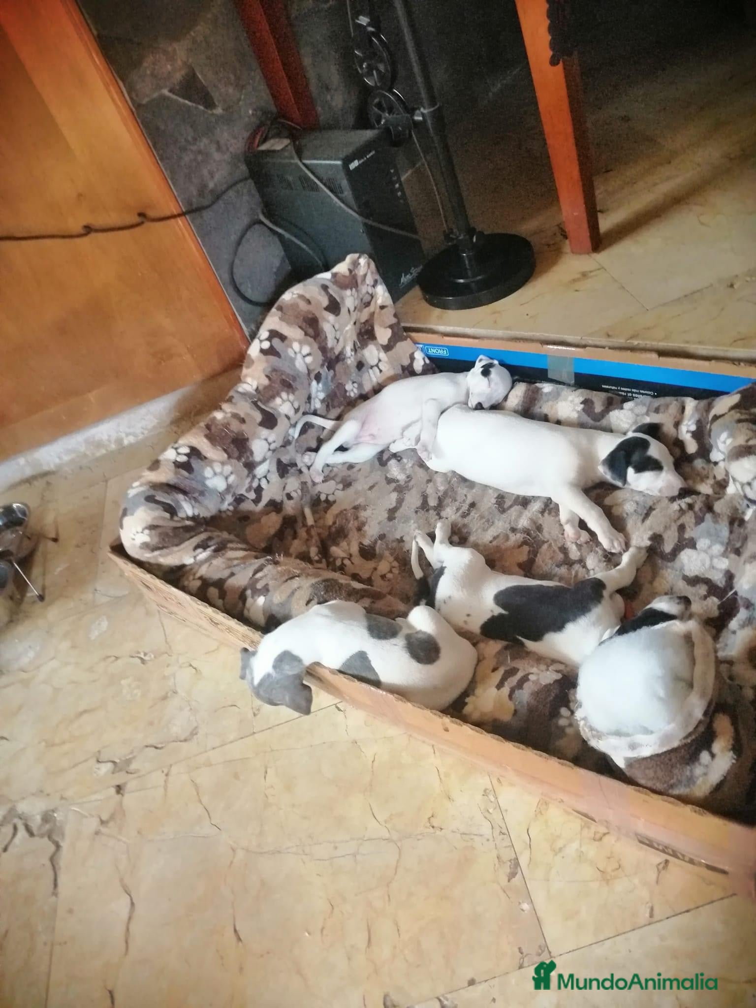 Whippet perros en venta: GALGOS ENANOS  - Anuncio 2