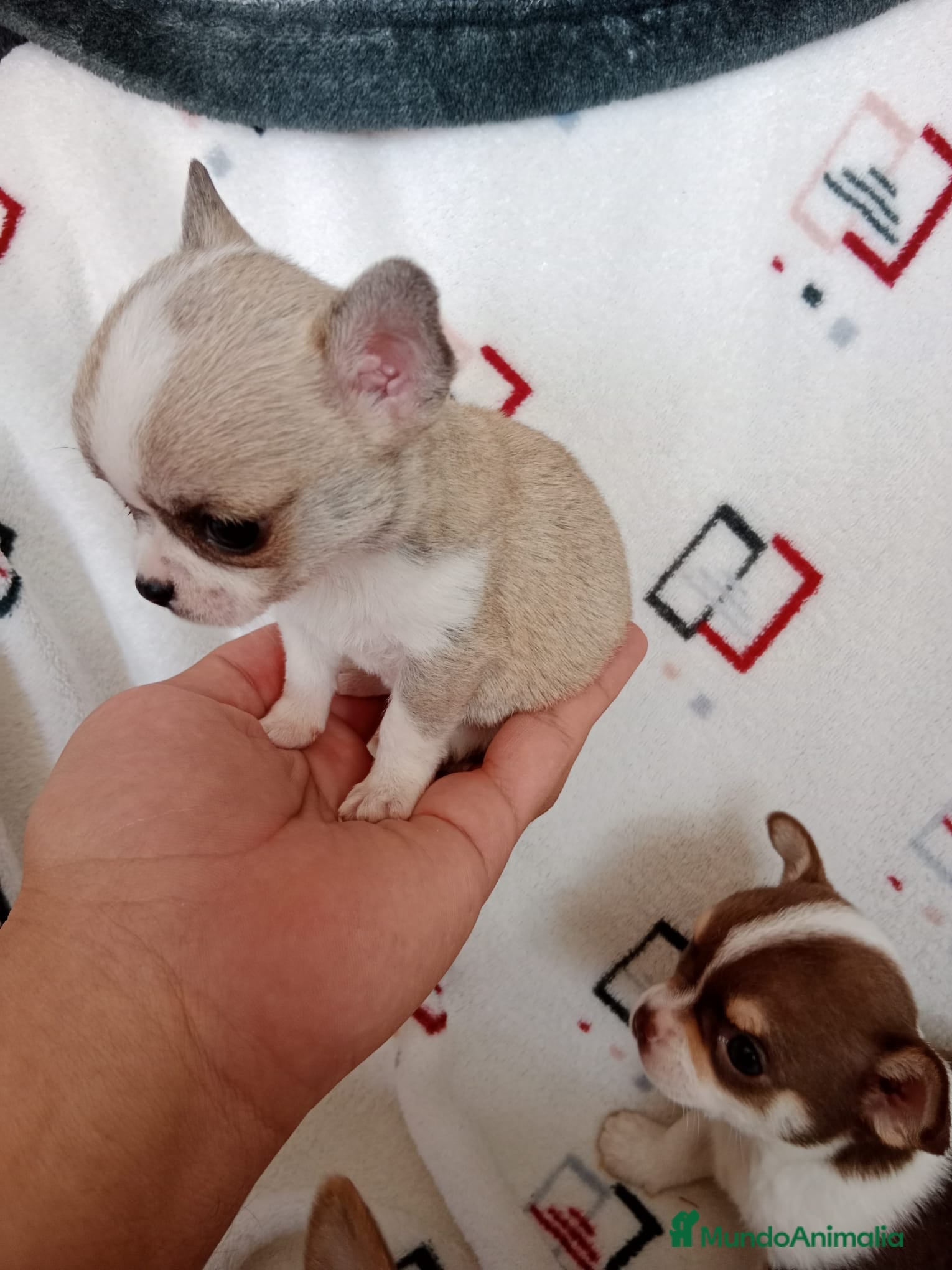 Chihuahua perros IMPRESIONANTE  CHIHUAHUA   LINEA  TOY - Anuncio 1