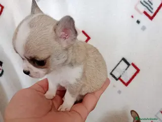 Chihuahua perros IMPRESIONANTE CHIHUAHUA LINEA TOY - Anuncio 1