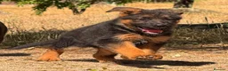 Pastor Alemán perros en venta: la mejor hembra de pastor alemán  - Anuncio 6