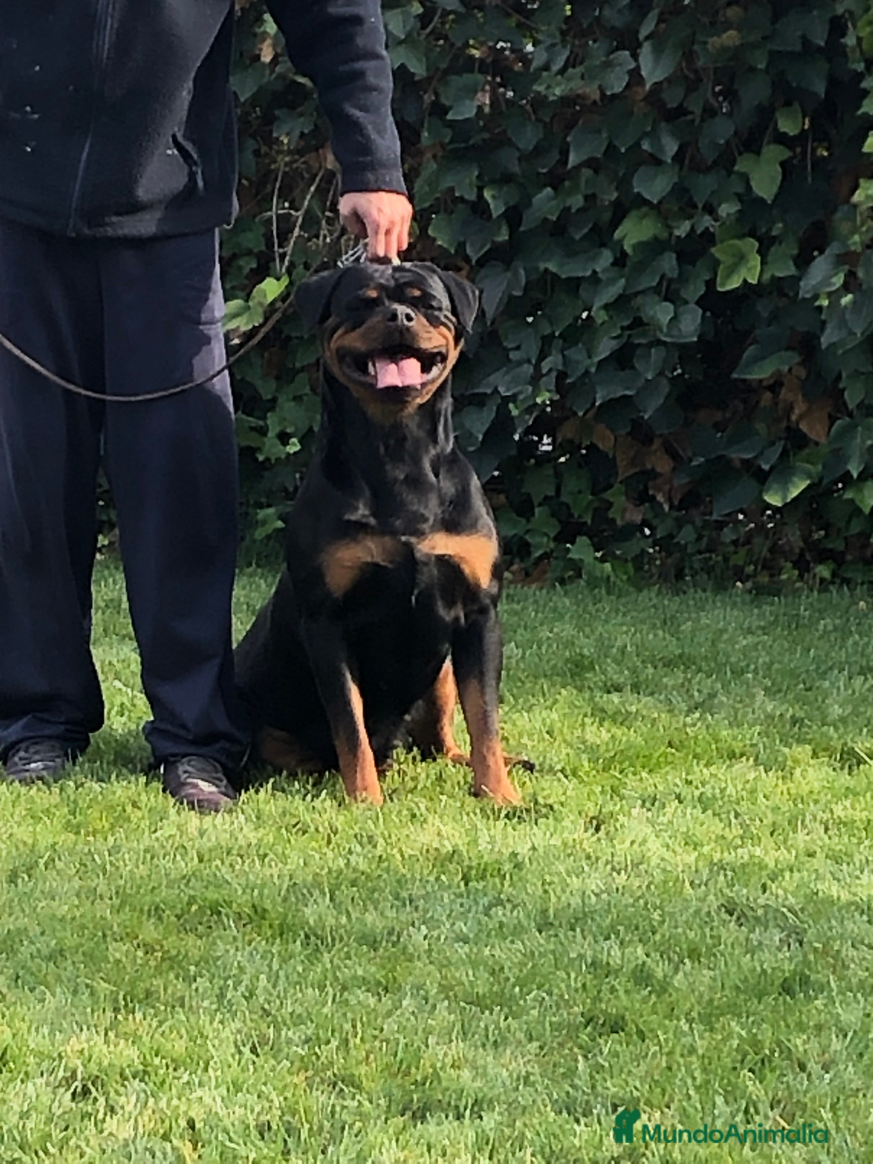 Rottweiler perros Venta hembra rottweiler adulta en Barcelona - Anuncio 2