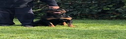 Rottweiler perros en venta: Venta hembra rottweiler adulta en Barcelona - Anuncio 2