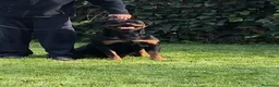 Rottweiler perros en venta: Venta hembra rottweiler adulta en Barcelona - Anuncio 2