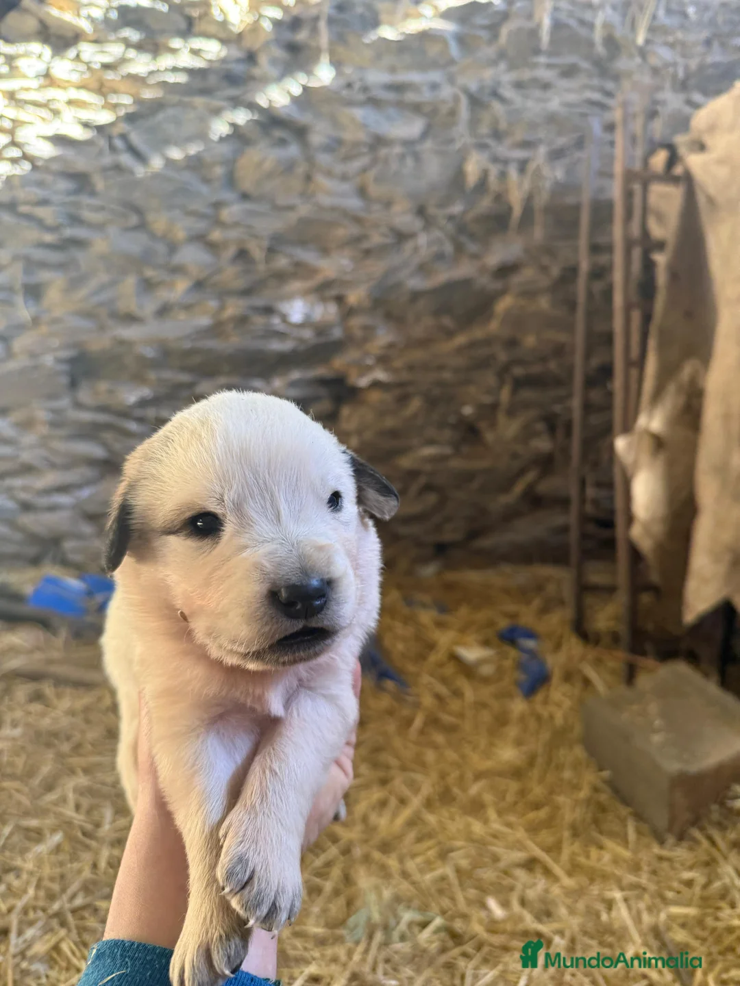 Mastín Español perros en venta: Camada de mastín disponibles para reservar en Alicante - Anuncio 4