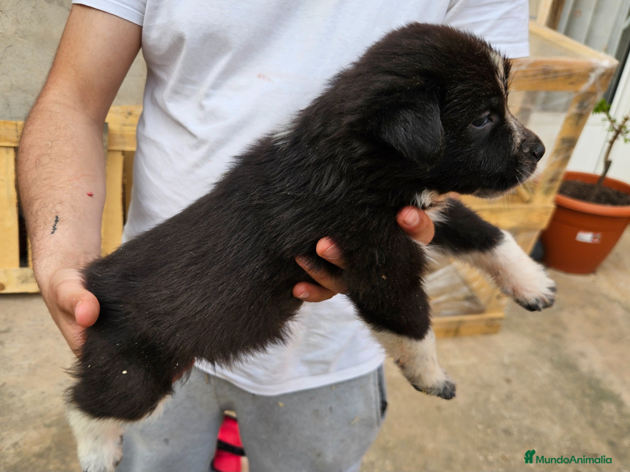 Mastín Español perros Cachorros mastin  - Anuncio 1