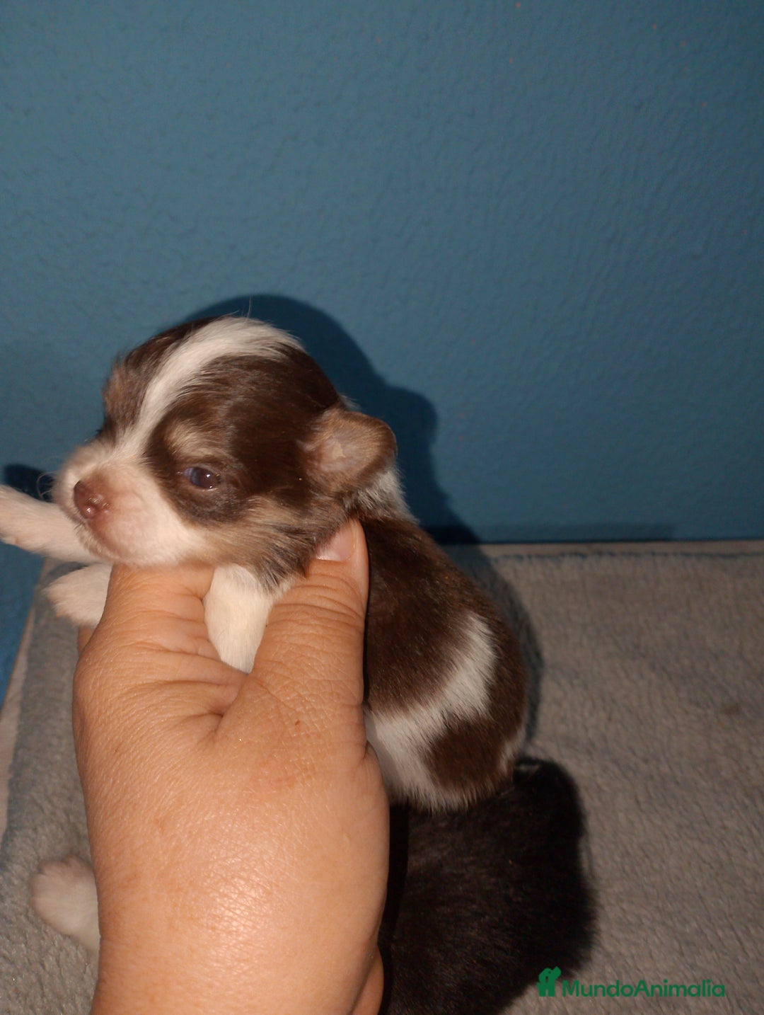 Bichón Maltés perros en venta: Maltipom machos  - Imagen 2
