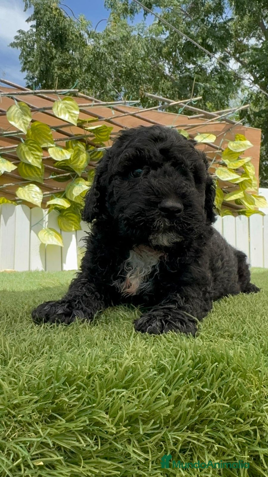 Perro de Agua Español perros en venta: PERRO DE AGUA ESPAÑOL - Imagen 10