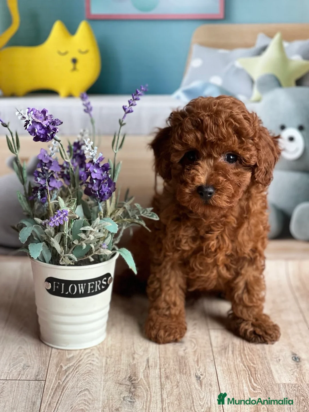 Caniche Toy perros en venta: caniche toy rojo - Anuncio 1