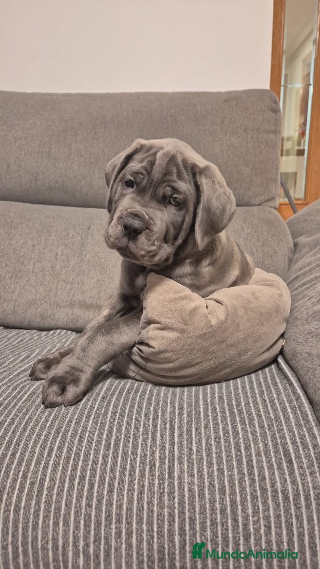 Cane Corso perros en venta: CACHORROS CANE CORSO  - Anuncio 11