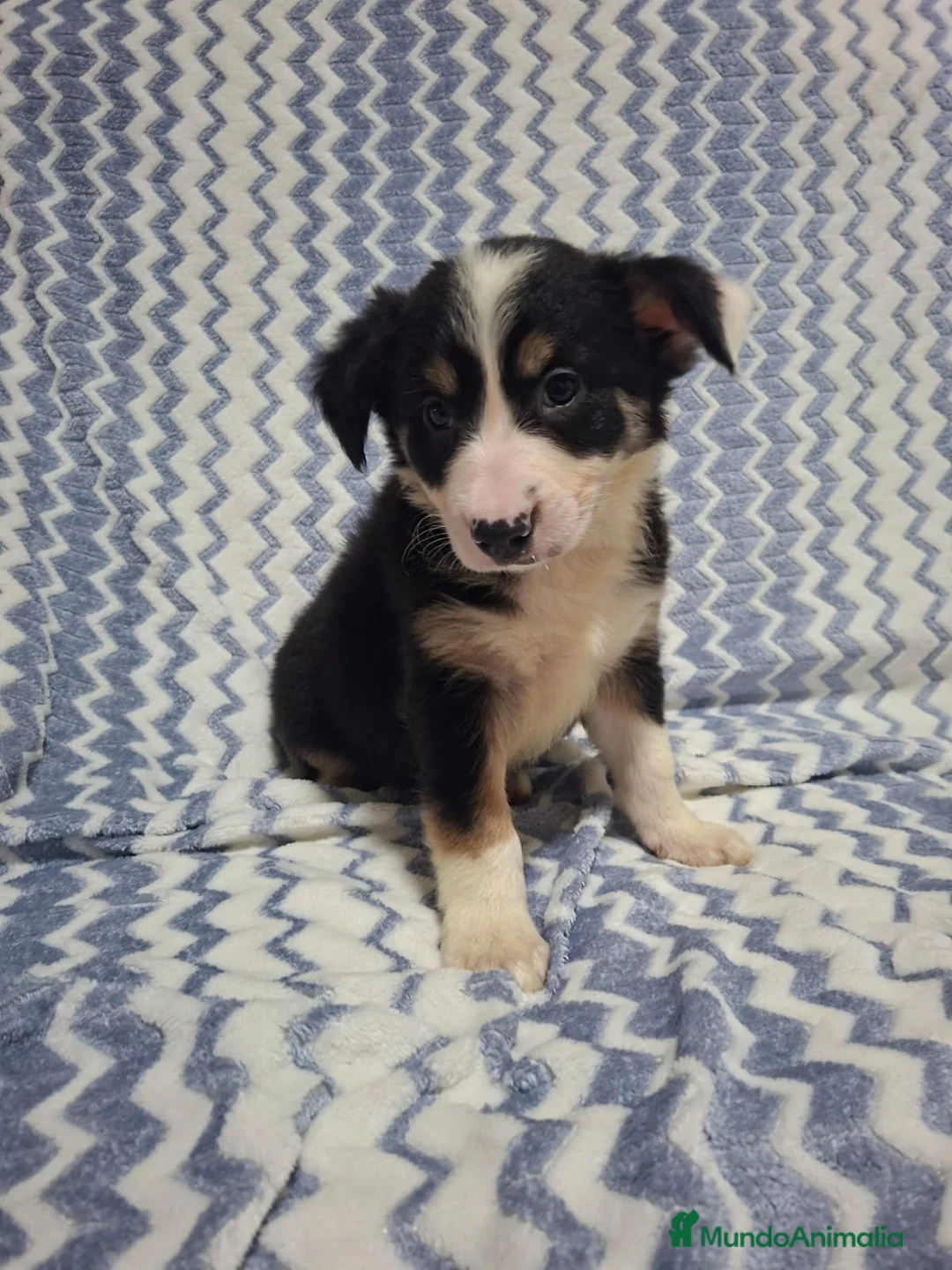 Border Collie perros en venta: Border collie preciosos - Anuncio 2