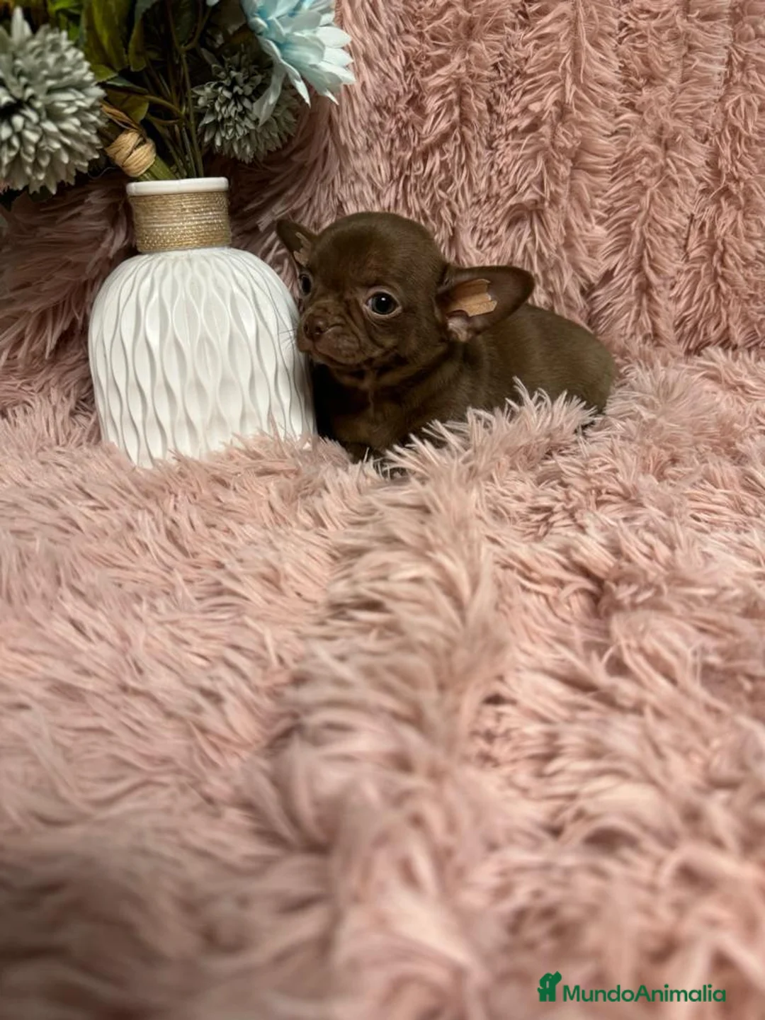 Chihuahua perros en venta: chihuahua  - Anuncio 1