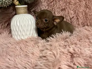 Chihuahua perros chihuahua - Anuncio 3