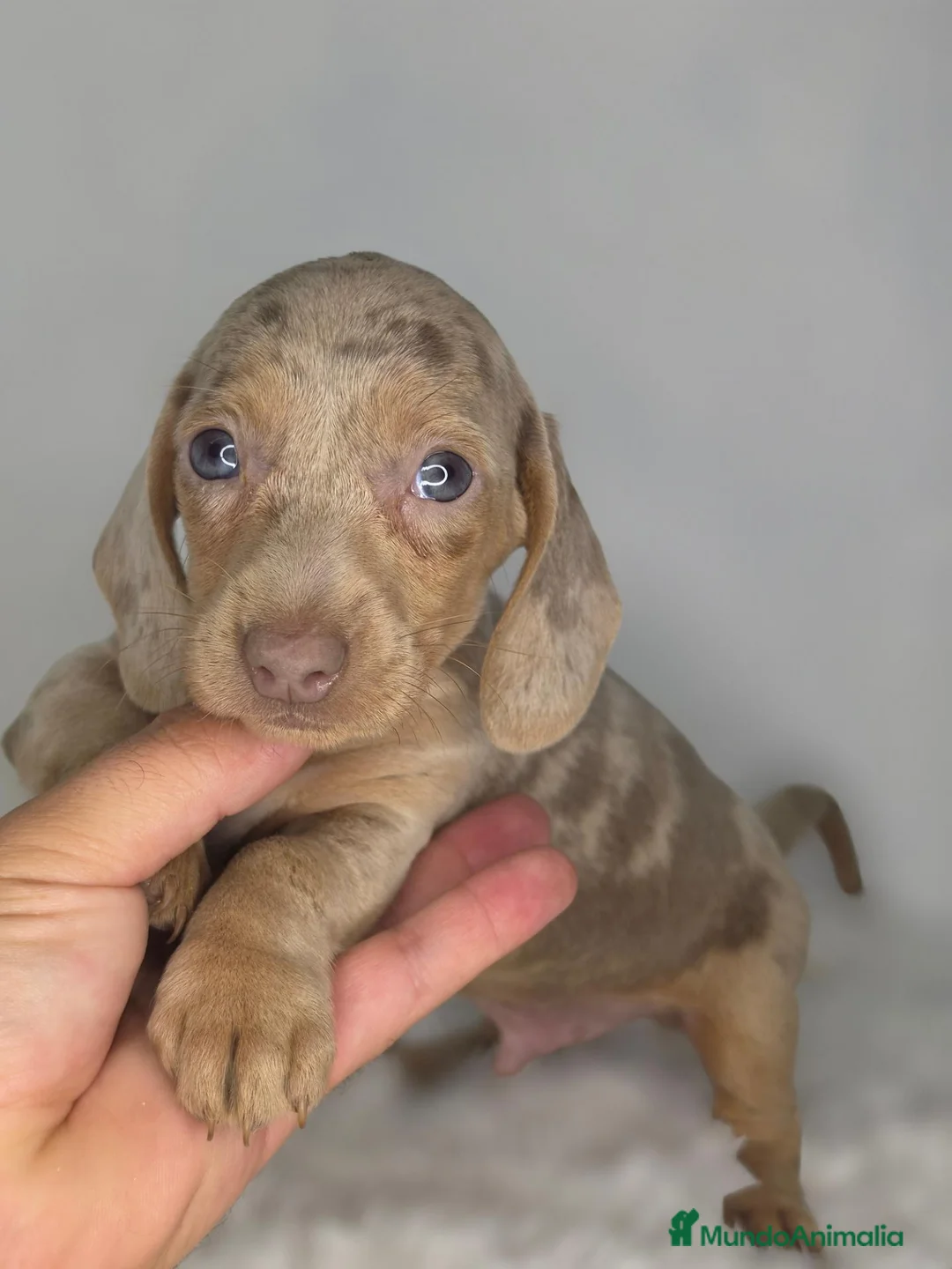 Teckel Miniatura perros en venta: Teckel arlequin isabella - Anuncio 2