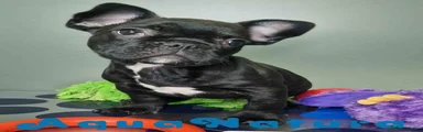 Bulldog Francés