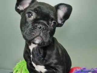 Bulldog Francés perros Bulldog Frances Macho 2434 AQUANATURA - Anuncio 1
