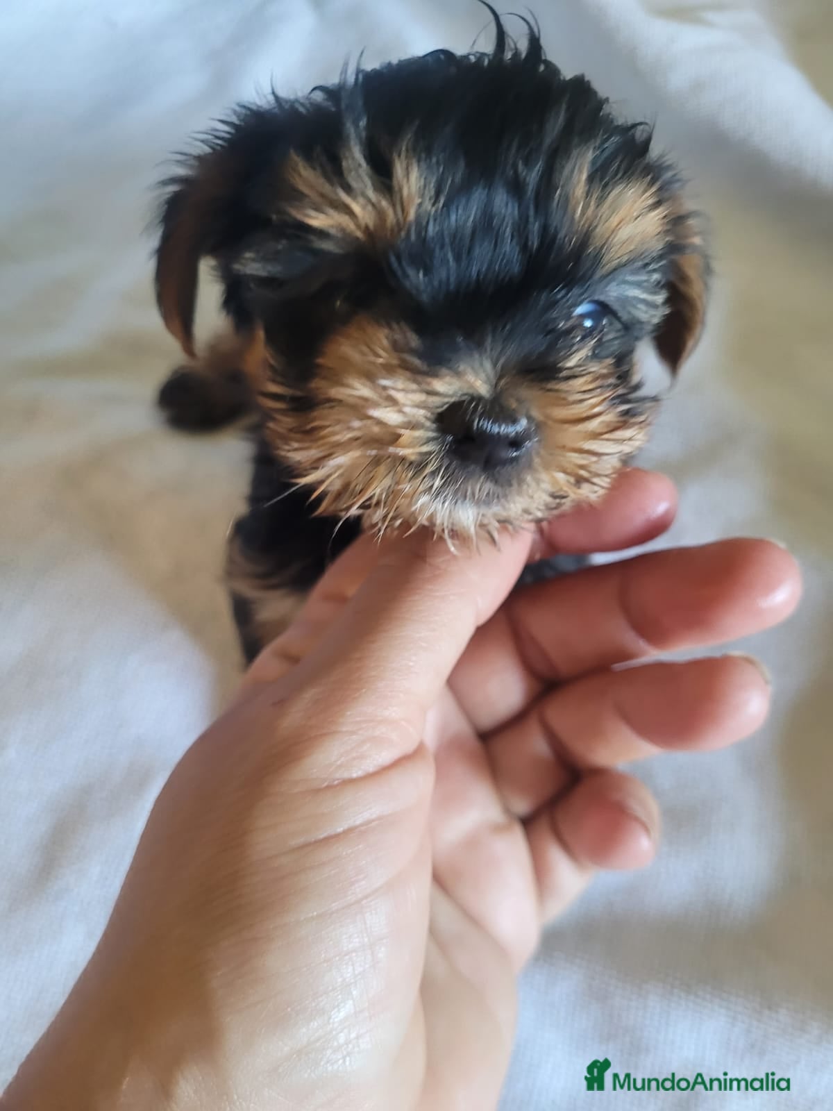Yorkshire Terrier perros Machito de yorkshire minitoy  - Anuncio 2