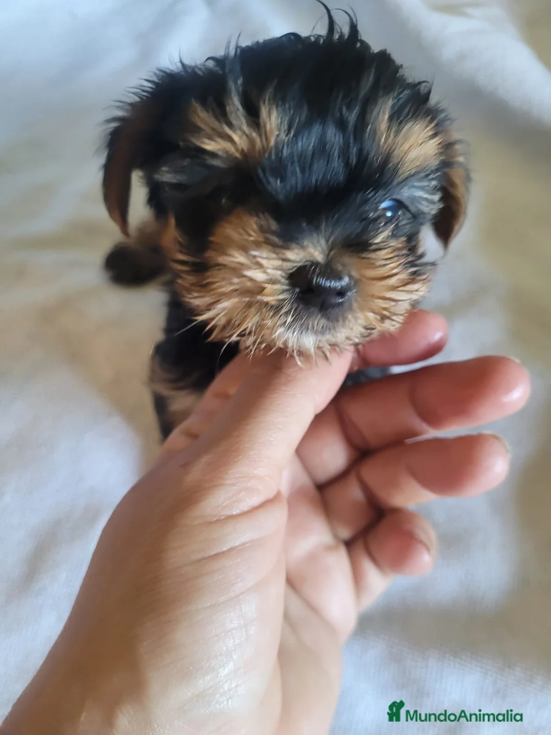 Yorkshire Terrier perros en venta: Machito de yorkshire minitoy  - Anuncio 1