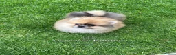 Pomerania perros en venta: 🧸 Auténtico Lulu de Pomerania Mini  - Anuncio 3