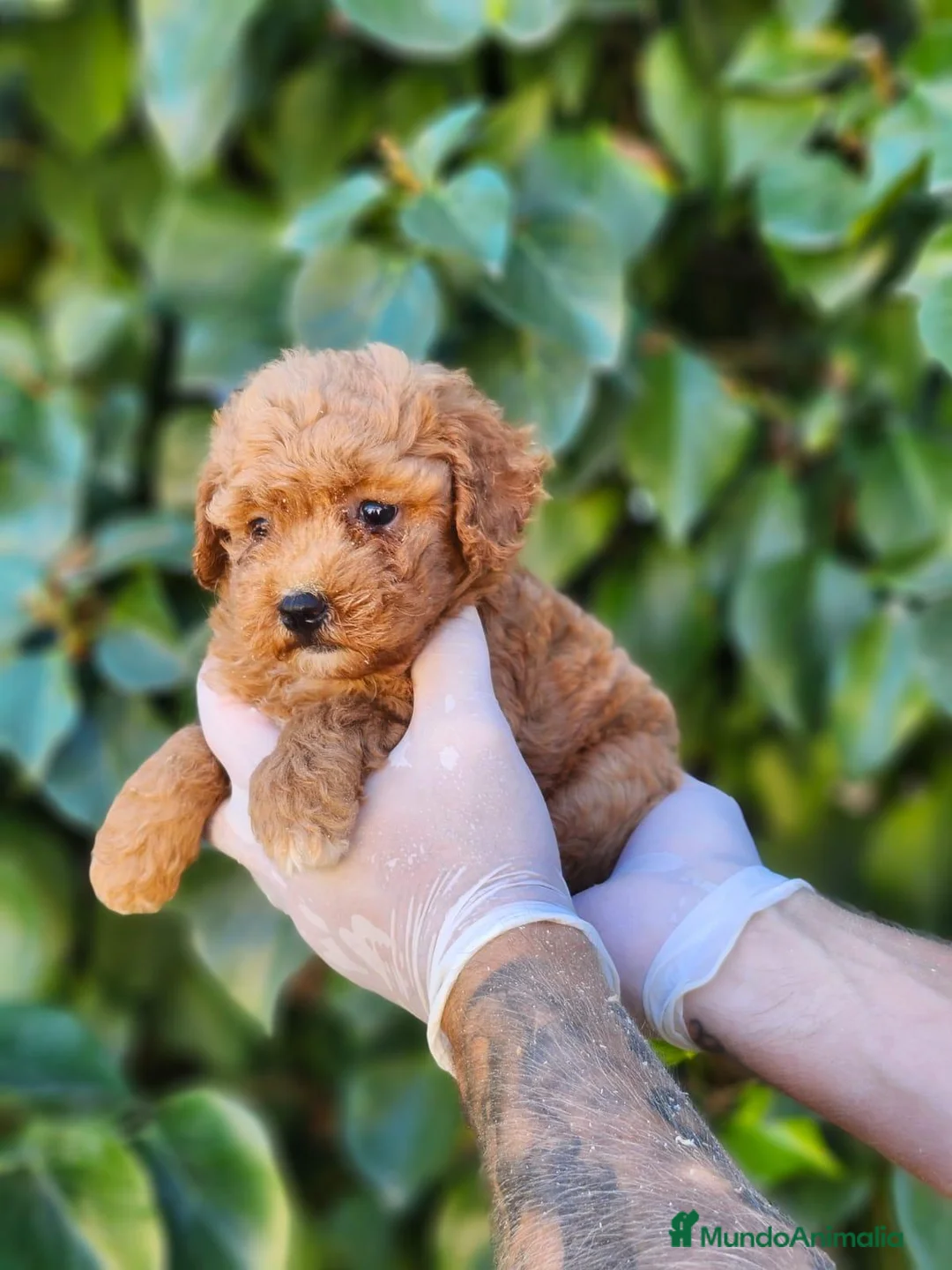 Caniche Enano perros en venta: Caniches hembras preciosas! - Anuncio 2