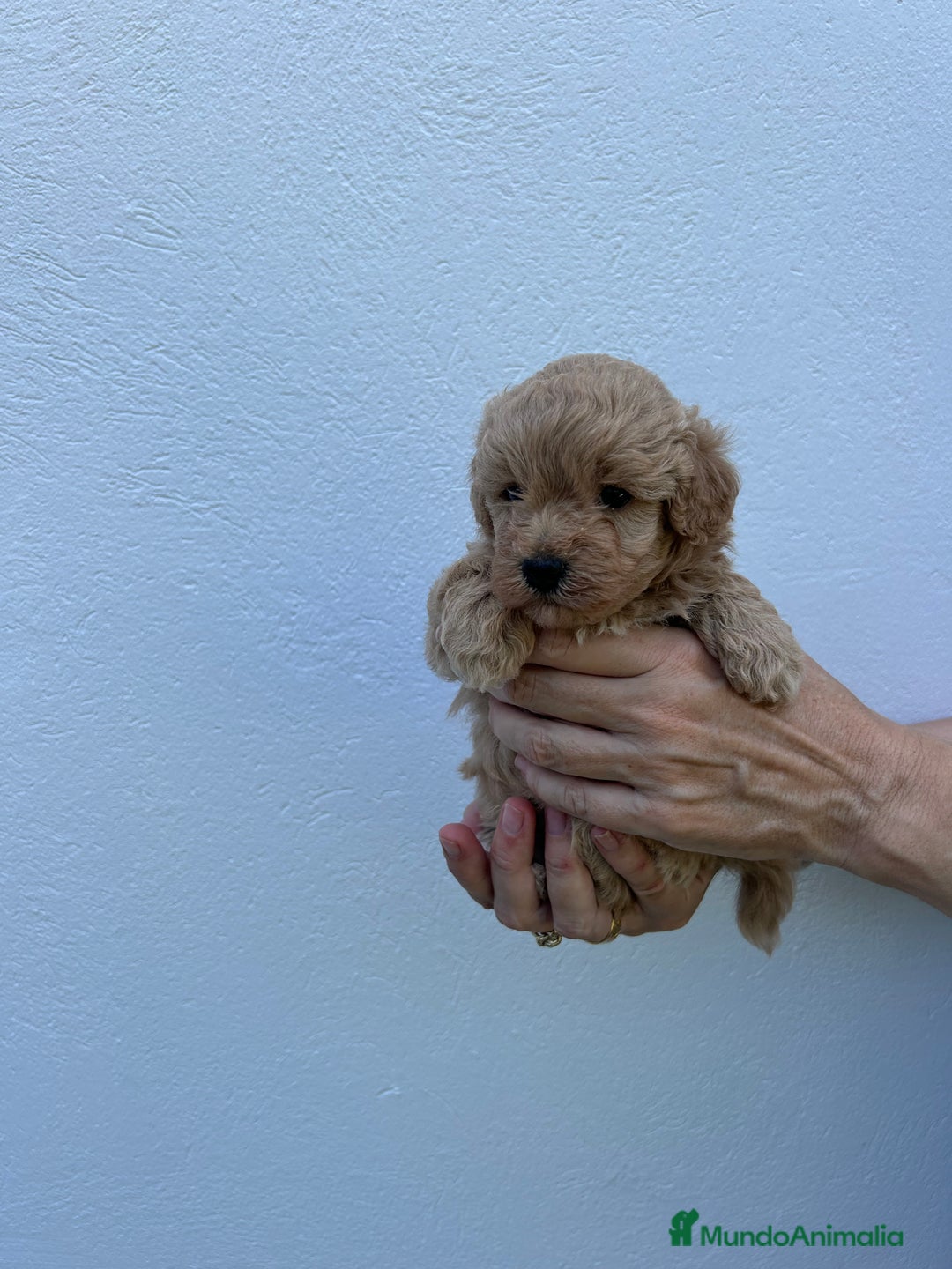 Maltipoo perros en venta: maltipoo  - Anuncio 5