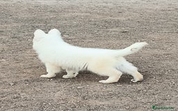 Pastor Blanco Suizo perros en venta: Pastor Blanco Suizo  - Anuncio 10