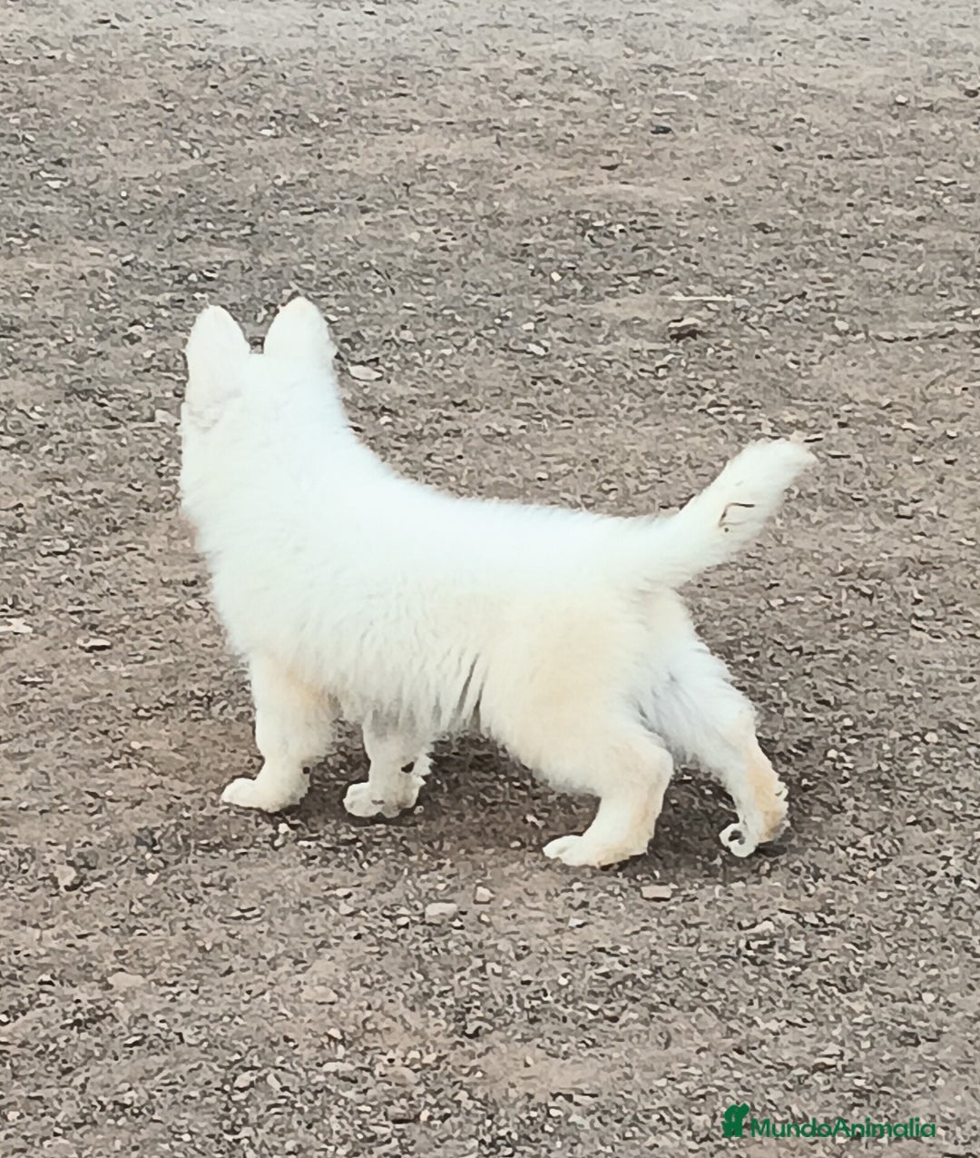 Pastor Blanco Suizo perros en venta: Pastor Blanco Suizo  - Anuncio 10