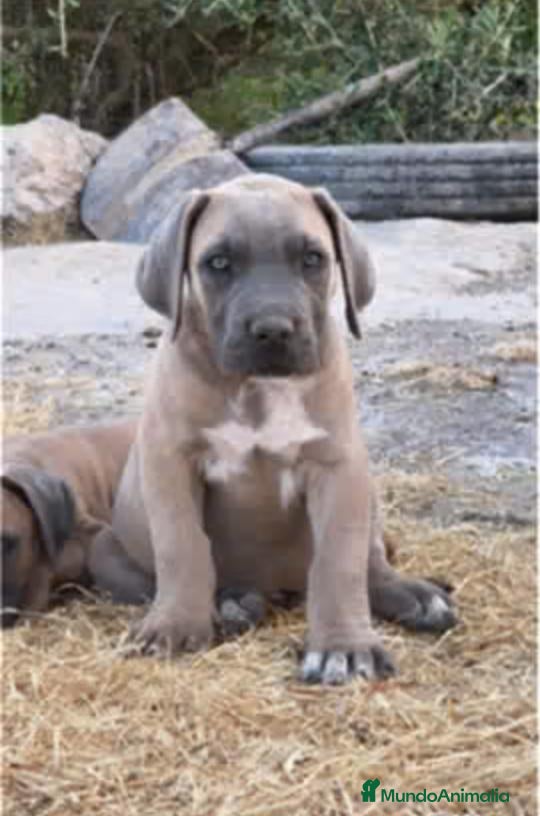Cane Corso perros Cane corso - Anuncio 2