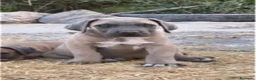 Cane Corso perros en venta: Cane corso - Anuncio 2