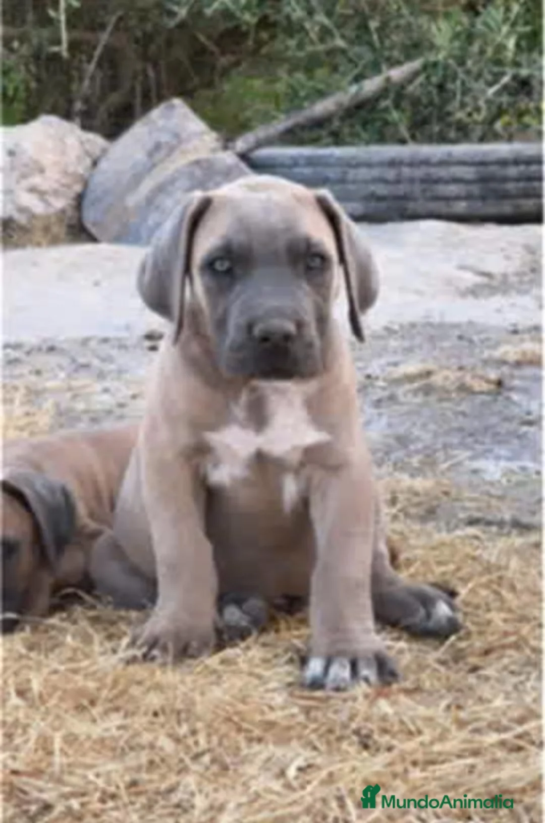 Cane Corso perros en venta: Cane corso - Anuncio 2