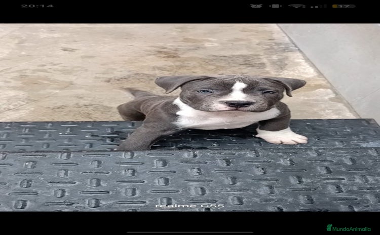 American Staffordshire-Terrier perros - Propaganda 3