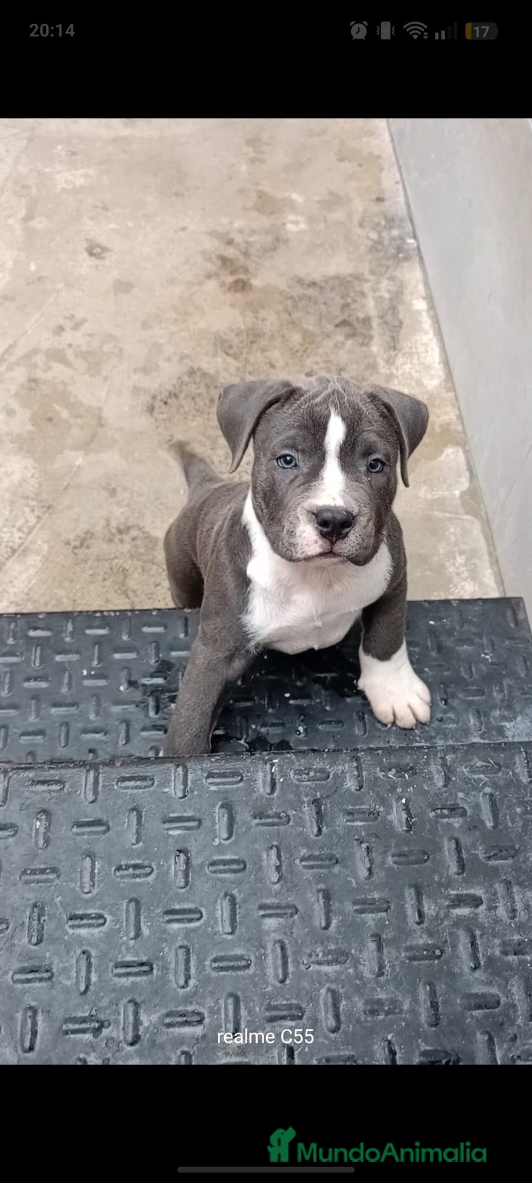 American Staffordshire-Terrier perros en venta: American Stanford  - Imagen 1