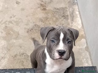 American Staffordshire-Terrier perros - Anuncio 19