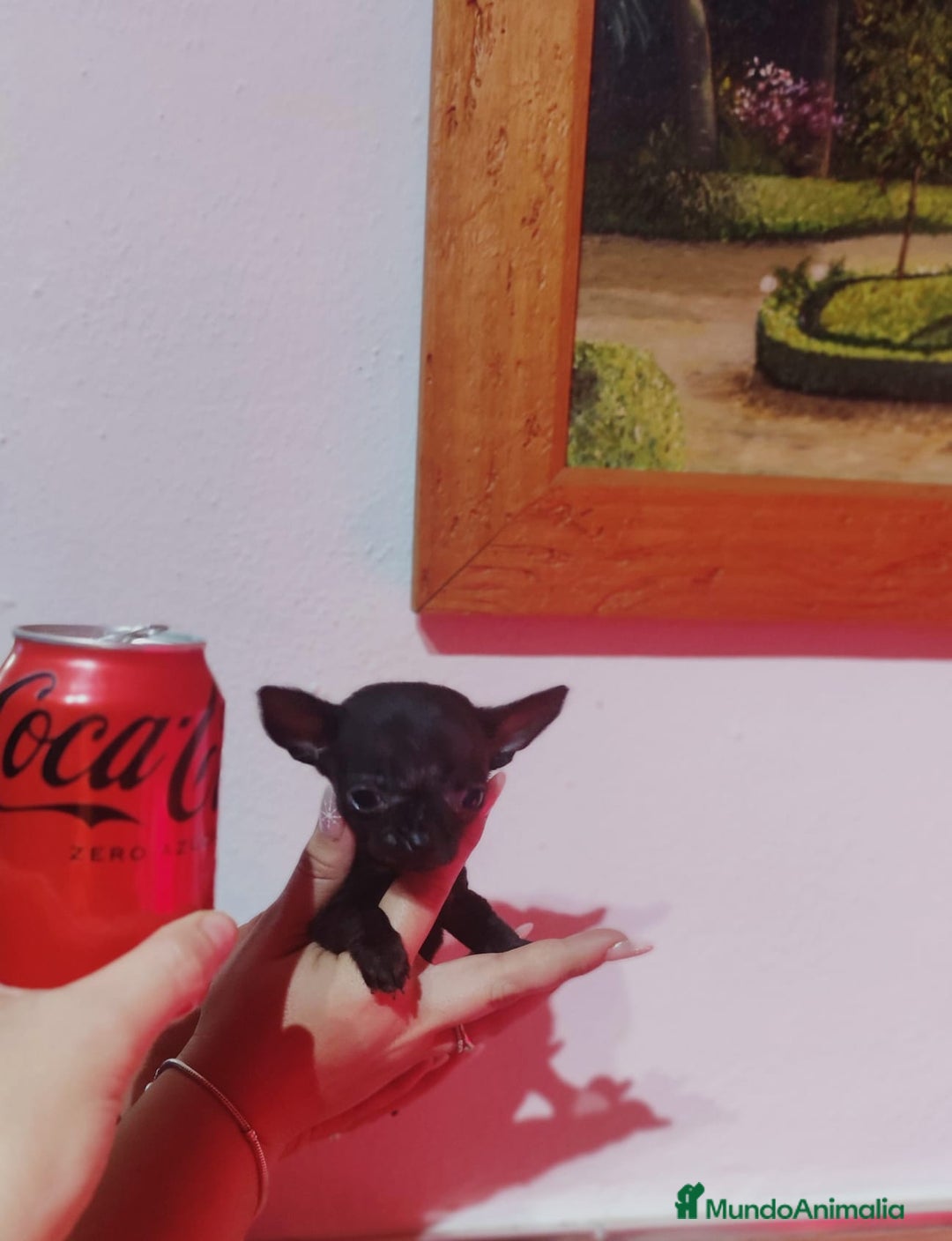 Chihuahua perros en venta: Chihuahua  - Anuncio 3