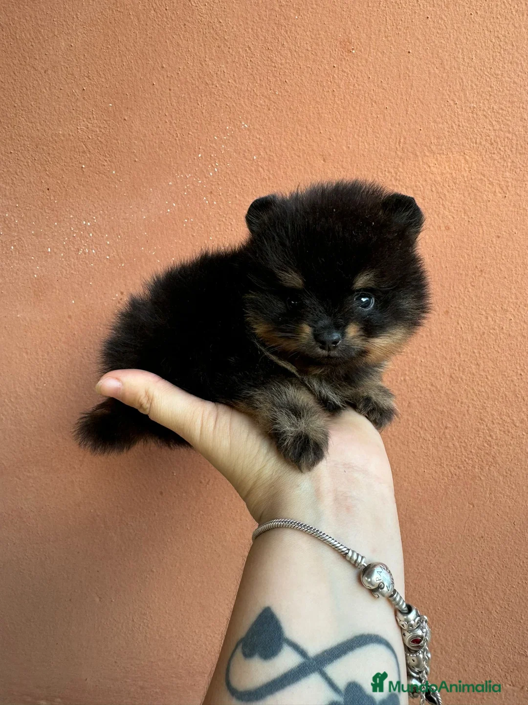 Pomerania perros en venta: POMERANIAS EXCLUSIVOS en Málaga - Anuncio 5
