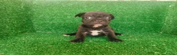 Bulldog Francés perros en venta: Bulldog francés  - Anuncio 10