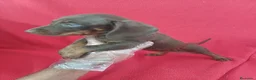 Teckel Miniatura perros en venta: Teckel Mini Chocolate  - Anuncio 2