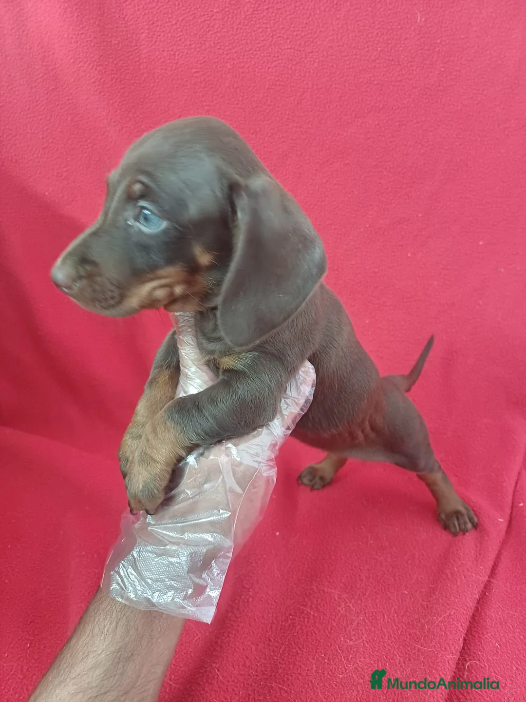 Teckel Miniatura perros en venta: Teckel Mini Chocolate  - Anuncio 2
