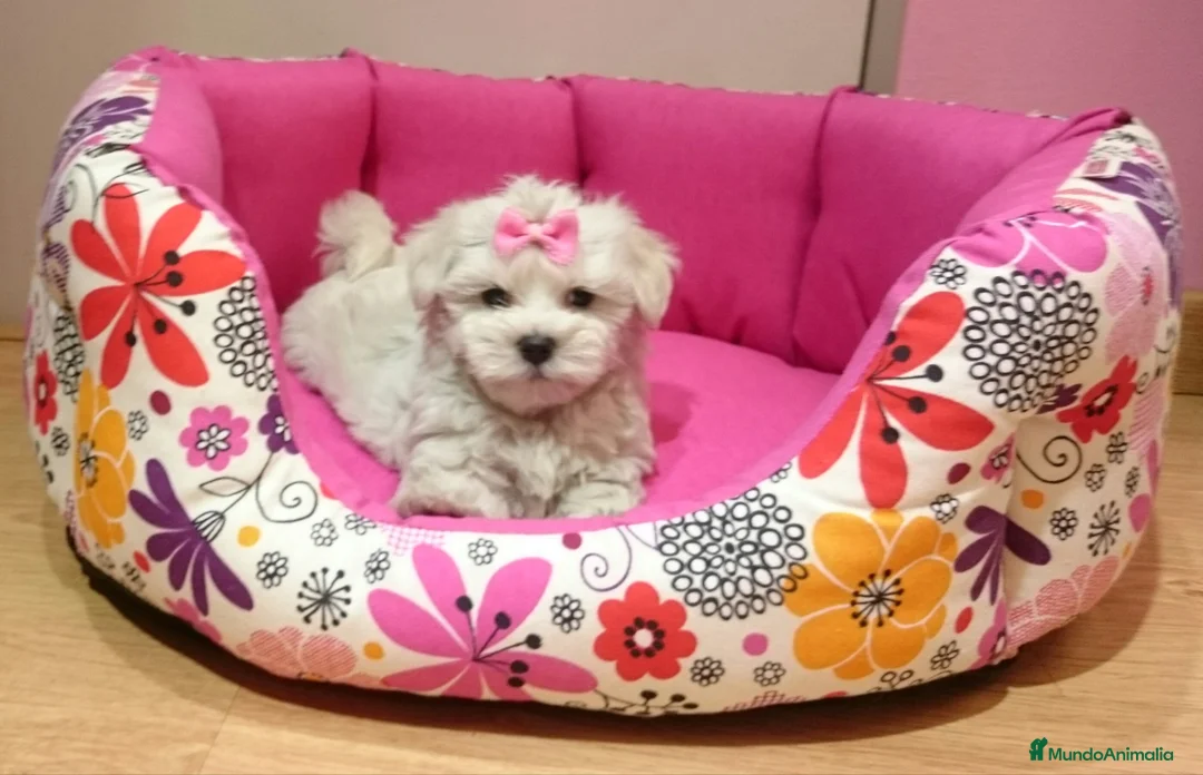 Bichón Maltés perros en venta: Bichón Maltés machos y hembras en Barcelona - Anuncio 7