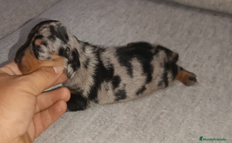 Teckel Miniatura perros - Anuncio 10