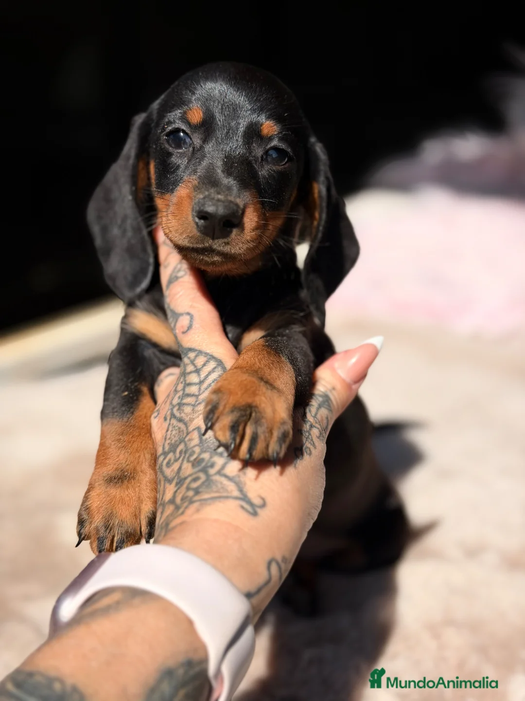 Teckel Miniatura perros en venta: Teckel negro fuego  - Anuncio 1