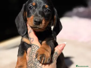Teckel Miniatura perros Teckel negro fuego - Anuncio 1
