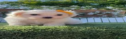 Bichón Maltés perros en venta:  BICHÓN MALTÉS –  COMPAÑERO DE MIRADA DULCE  - Anuncio 12