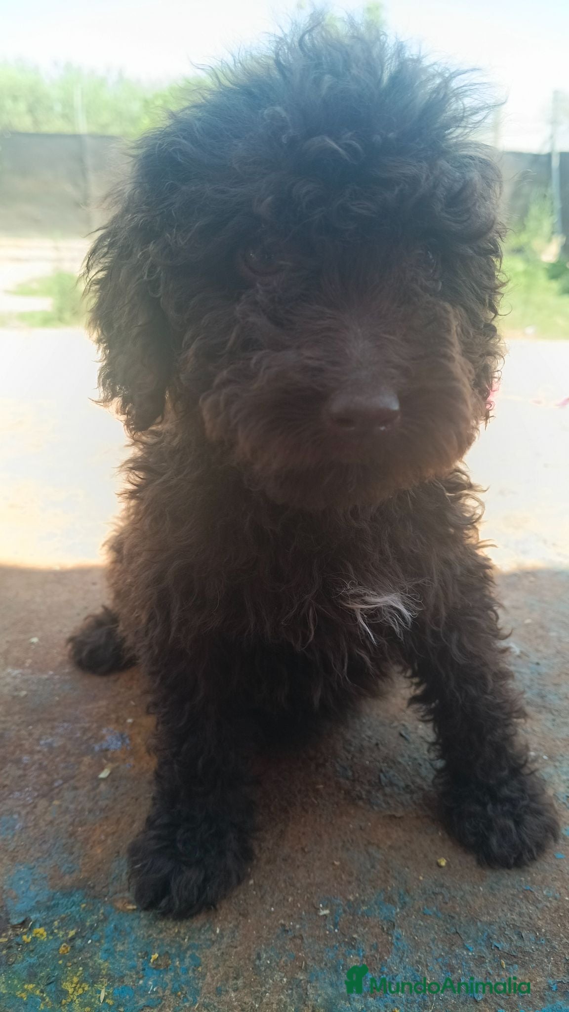 Perro de Agua Español perros Disponible perro de agua  - Anuncio 1