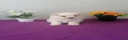 Bichón Maltés perros en venta: Preciosa camada de bichon maltés muy bonitos  - Anuncio 4